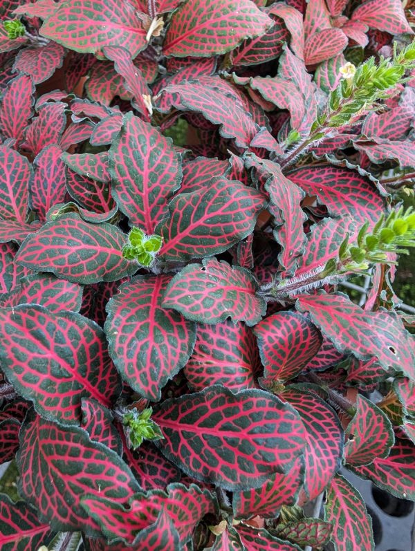 Fittonia Nerve Plant  Red  Supply