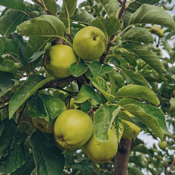 Granny Smith Apple Tree Online Sale - Image 2