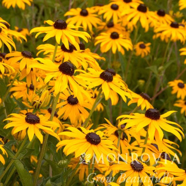 Goldsturm Black-Eyed Susan Discount - Image 2