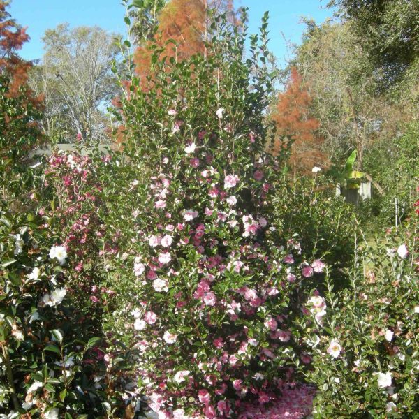 Dream Weaver Camellia Sale - Image 2