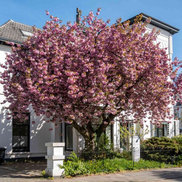 Kwanzan Flowering Cherry Tree For Sale - Image 4
