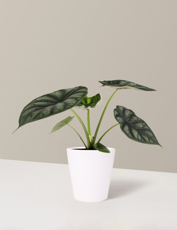 Alocasia Dragon Scale Supply - Image 5