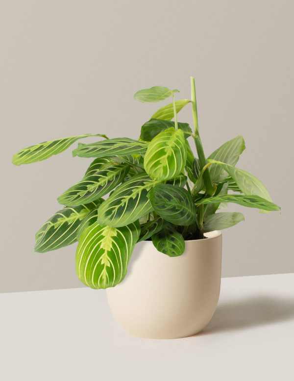 Maranta Lemon Lime Cheap - Image 4