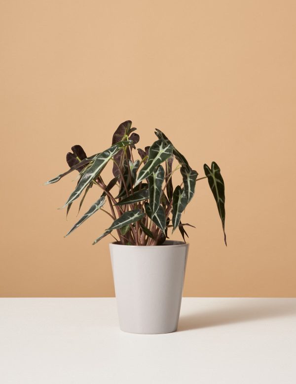 Alocasia Bambino Fashion - Image 5