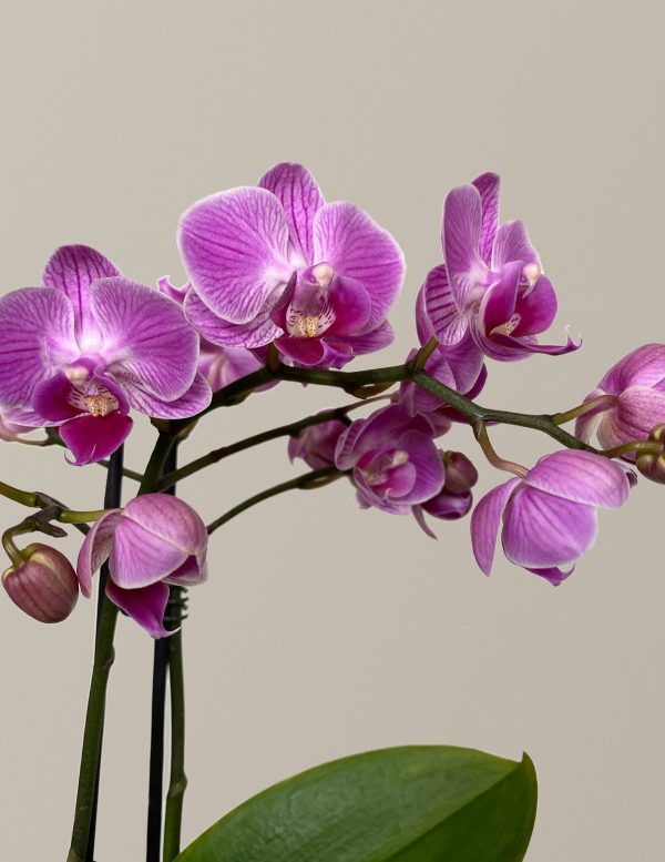 Petite Pink Orchid Online Hot Sale - Image 3
