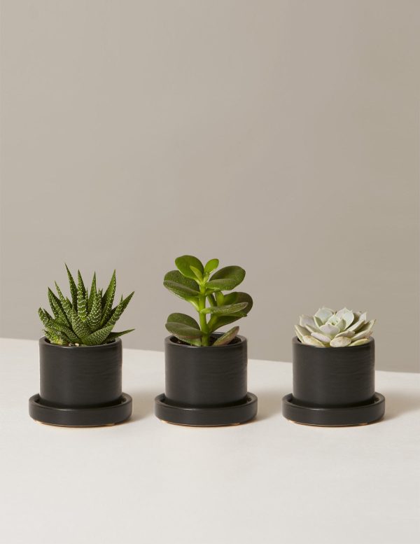 Succulent Assortment Supply