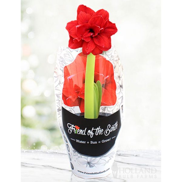 Pre-Potted  Bingo  Amaryllis For Cheap - Image 2