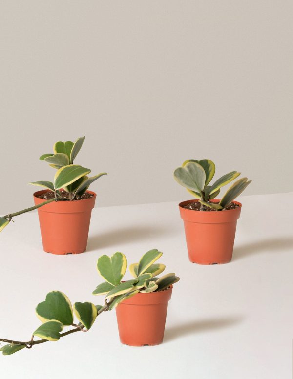 Trailing Heart-Leaf Hoya, Variegated For Cheap - Image 3