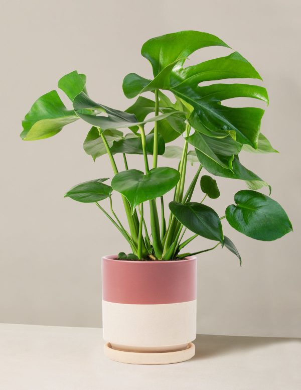 Monstera Deliciosa Online