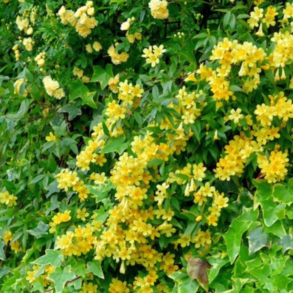 Carolina Jasmine Online now