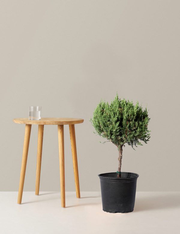 Blue Point Juniper Topiary For Sale - Image 3
