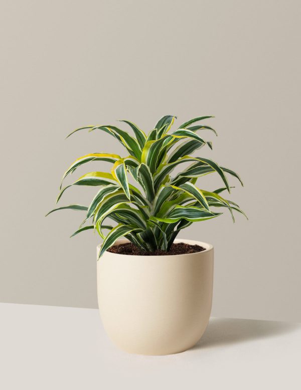 Dracaena Lemon Lime Online now - Image 5