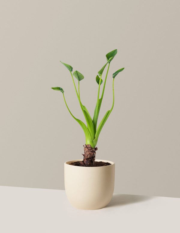 Alocasia Tiny Dancer For Sale