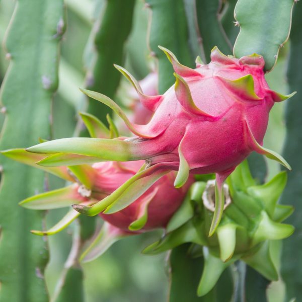 Edgar s Baby Dragon Fruit Discount