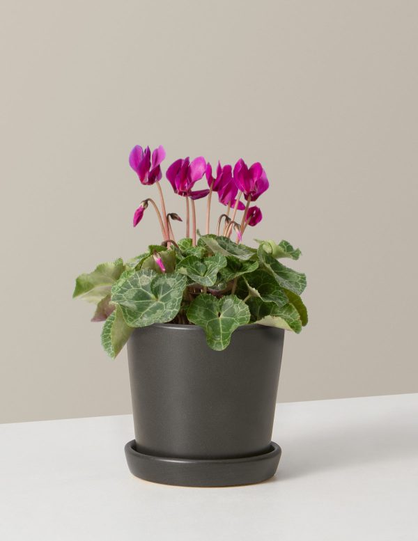 Cyclamen For Sale - Image 5