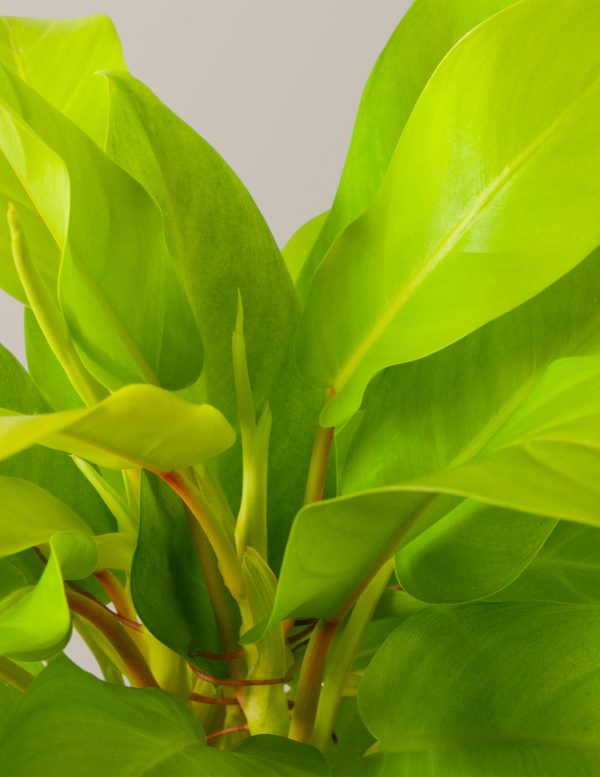 Philodendron Ceylon Beauty For Discount - Image 3