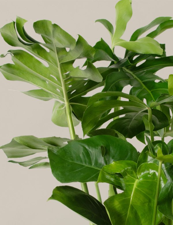 Monstera Deliciosa Online - Image 4