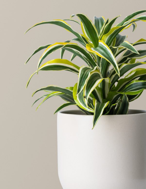 Dracaena Lemon Lime Online now - Image 2