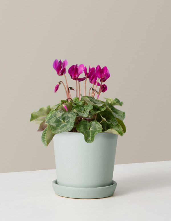 Cyclamen For Sale - Image 4