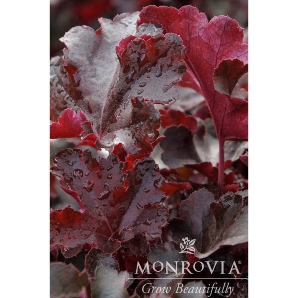 Balboa Sunset® Heuchera Online Hot Sale