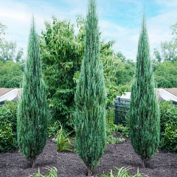 Blue Arrow Juniper Tree For Sale