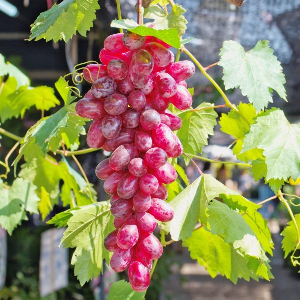 Flame Red Seedless Grape Online now