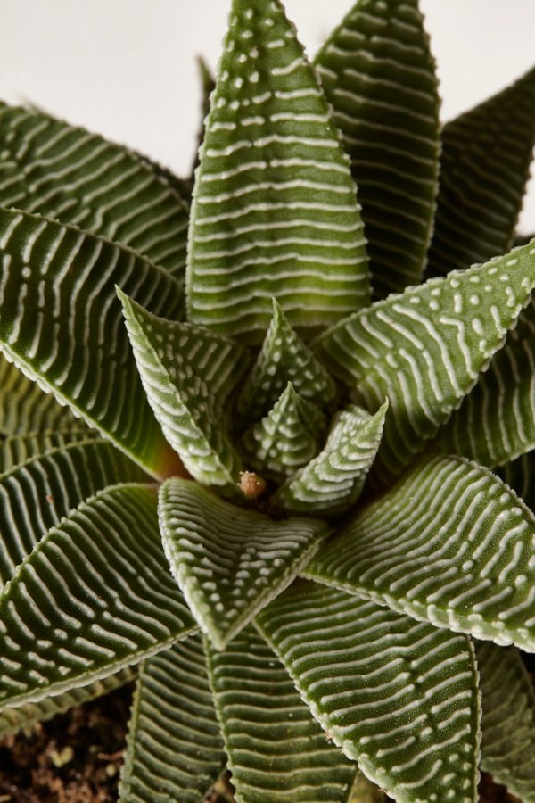 Succulent Assortment Supply - Image 3