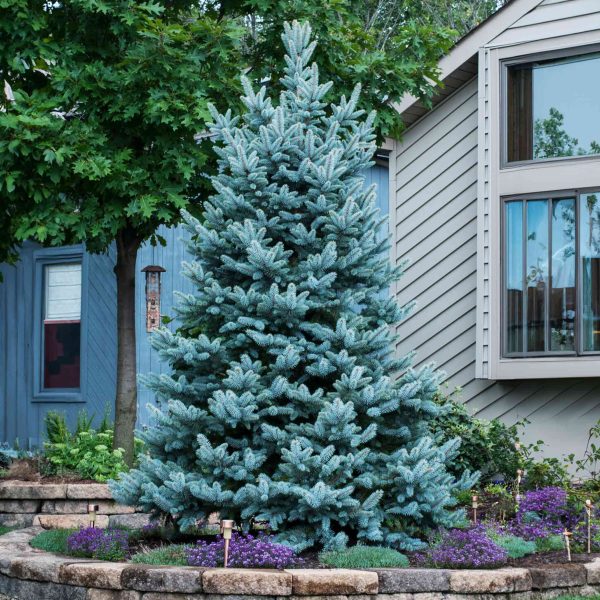 Colorado Blue Spruce For Sale