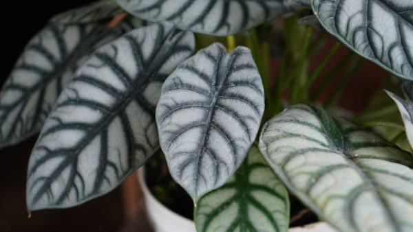 Alocasia Dragon Scale Supply - Image 2
