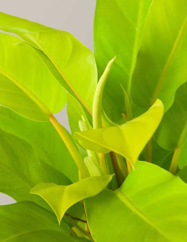 Philodendron Ceylon Beauty For Discount - Image 2