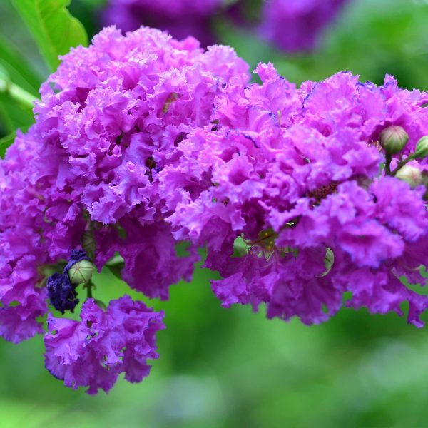 Catawba Crapemyrtle Sale - Image 2