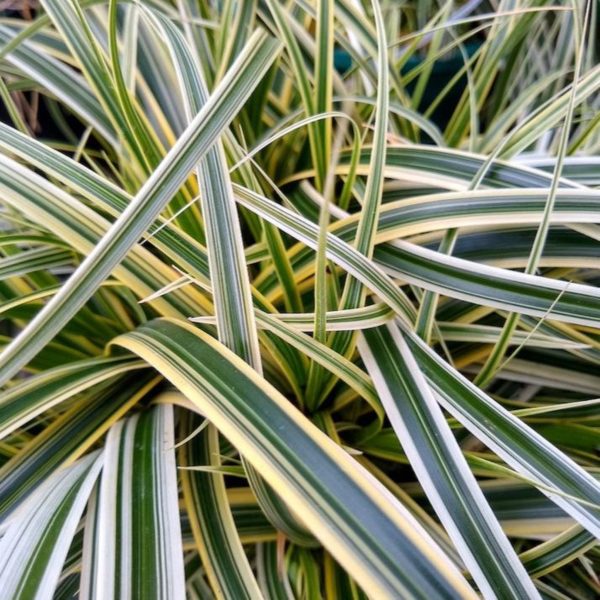 Carex Feather Falls™ Supply - Image 2